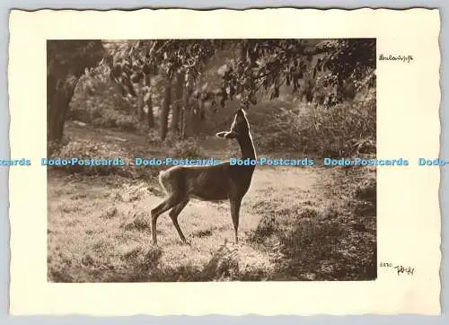 D331635 Der Hirsch. Dipl Ing Popp