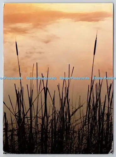 D326476 Bullrushes. Derek Harris. Bilder von East Anglia 21. Kapitel und Strophe. Ich