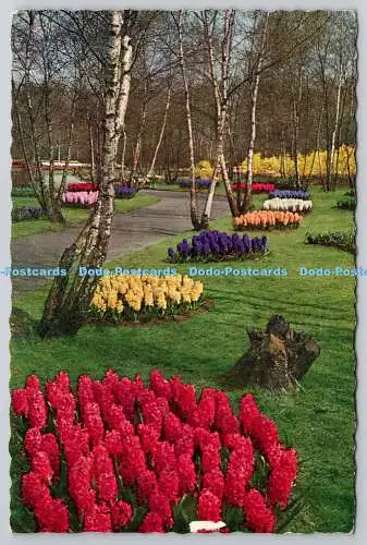 D325653 Holland. Keukenhof Lisse. L. Blok. Planeta. Haarlem. N. 1054. Postkarte