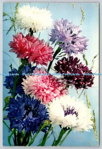 D325667 Kornblume. Centaurea cyanus. J. Arthur Dixon. Naturfarb-Fotogravu