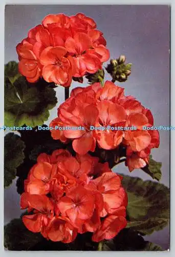 D325668 Geranie Gustav Emich. Pelargonium hortorum. J. Arthur Dixon. Newport. C