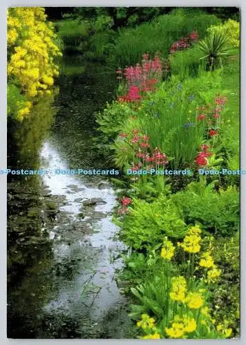 D326501 Bunte Blüten in Wassernähe. Primeln. Primeln. 2003. Postkarte