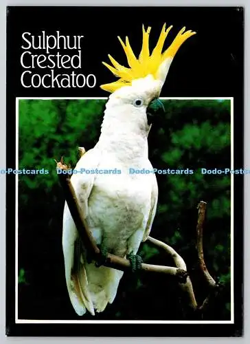 D329092 Schwefelhaubenkakadu. Cacatua galerita. Nucolorvue Productions. Aust