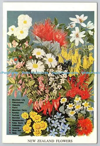 D325695 Neuseeländische Blumen. National Publicity Studios. Colourchrome Serie. W.