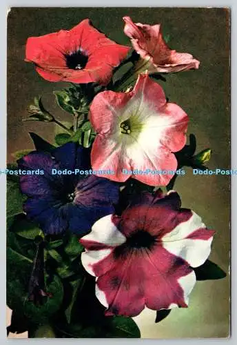 D329107 Petunien. Petunie Integrifolia. J. Arthur Dixon. Newport. Farbfoto