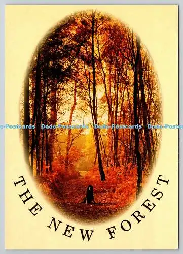 D326531 The New Forest. Andy Williams. J. Arthur Dixon. John Hinde. Redruth. Uni