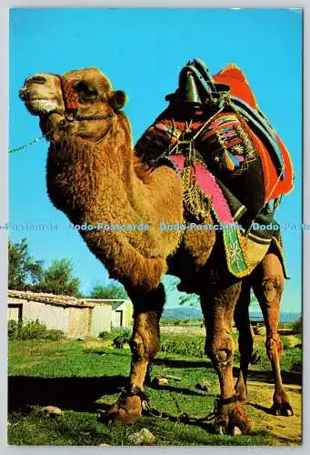 D329112 Türkei. Kamel. Ticaret Kartpostallari. Ticaret Matbaacilik T.A.S. Izm