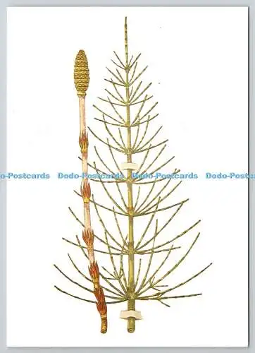 D329113 Schachtelhalm. Equisetum arvense. Solubitrat von Heumann. Serie Medizin