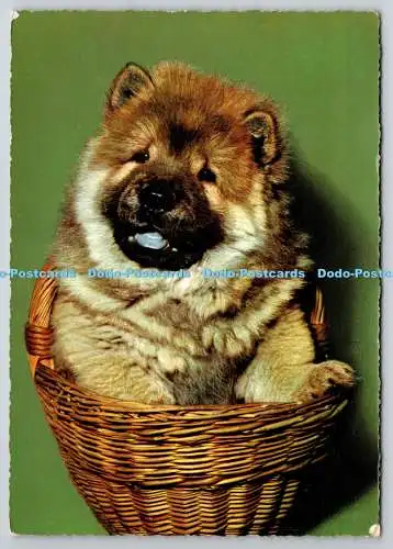 D325715 Chow Chow im Korb. Hund. Krüger. Westdeutschland. 1965. Postkarte