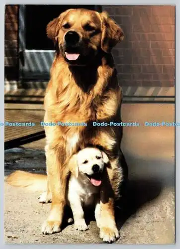 D325719 Zwei Golden Retriever. Blindenführhunde führen tausende blinde Menschen