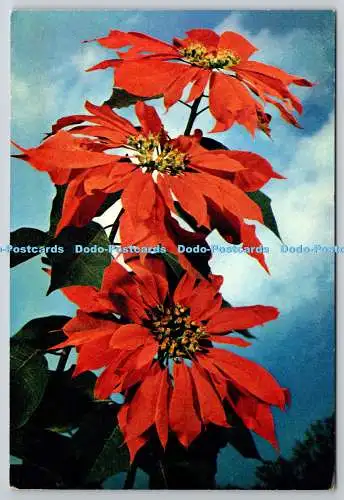 D326565 Weihnachtsstern. Euphorbia pulcherrima. J. Arthur Dixon. Newport. Farbfoto