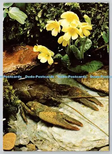 D329165 Krebse. Engadin Press AG. Samdean. Schmid. Amriswil. Schweiz. N. 7