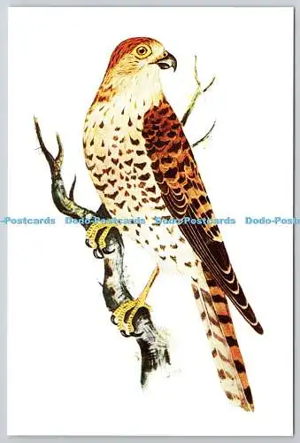 D329168 Maurititisu Turmfalke von Mangeur de Poules. Falco punctatus. Mauritius Insti