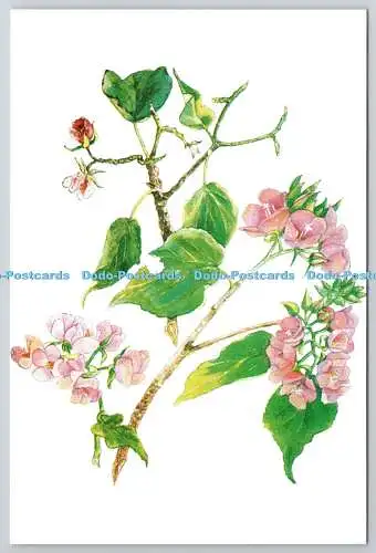 D329169 Pink Dombeya. Dombeya acutangula. Gefunden in Maskarenen wie Maurit