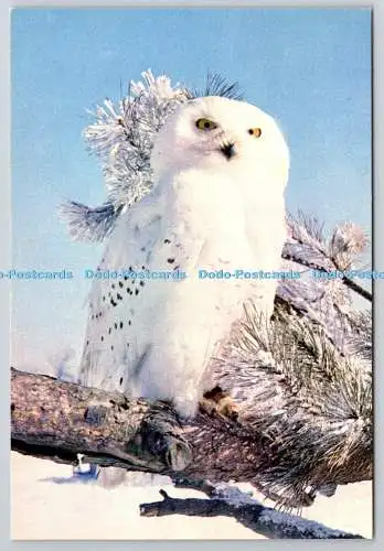 D325763 Schneeeule. Bubo scandiacus. J. Arthur Dixon. Großbritannien. DRG. Dickins