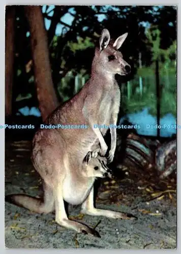 D329170 Riesenkänguru. Krüger. Westdeutschland. Farbe. Postkarte