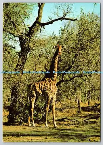 D329171 Giraffe. Wildtier Serie D. 211. E. T. W. Dennis. Scarborough. Photoc