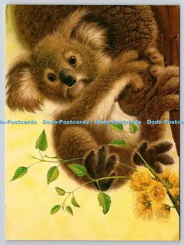 D329172 Koala. Jon Mac. Meiklejohn Illustration. Athena International. England.