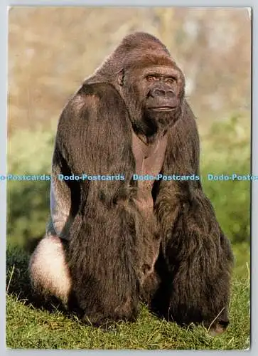 D329173 Tieflandgorilla beim Jersey Wildlife Preservation Trust. Phillip Coffe