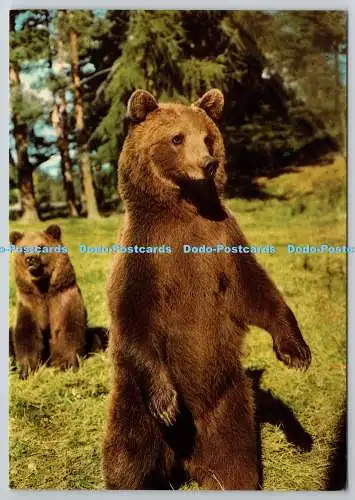 D329174 Schottland. Dunbartonshire. Balloch. Loch Lomond Bear Park. Jarrold. Norwi