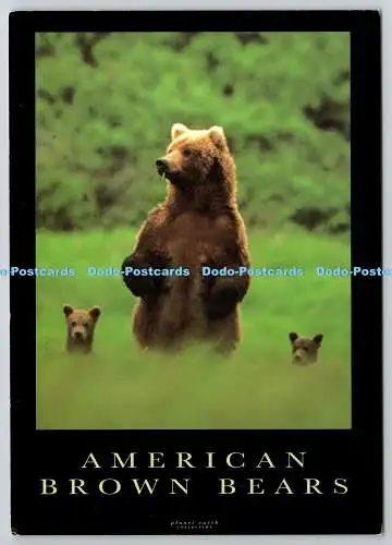 D329175 American Brown Bears. Mark Newman. Planet Erde Sammlung. Pyramide. Lei