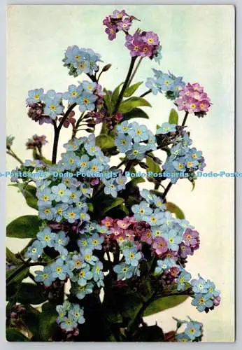 D329202 Vergissmeinnicht. Mysotis Slyvatica. J. Arthur Dixon. Newport. Farbfoto