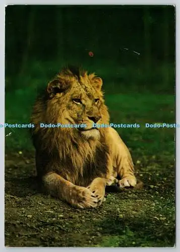 D325802 Royal Windsor Safari Park. Löwe Caesar König der Tiere. J. Arthur Dixon L