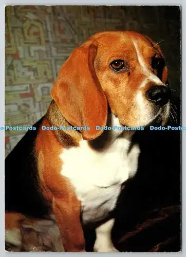D329223 Beagle. Hund. E. T. W. Dennis. Scarborough. Postkarte
