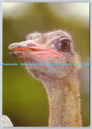 D329224 Strauß. Vogel. Postkarten online. Großbritannien. PM. Wigan. 2005