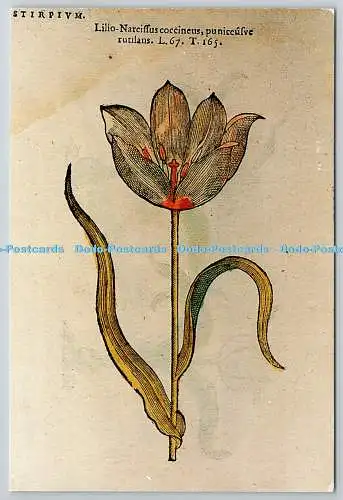 D329267 Dublin. Marschs Bibliothek. Lilio Narcissus coccineus. Mathias de l Obel. Ich