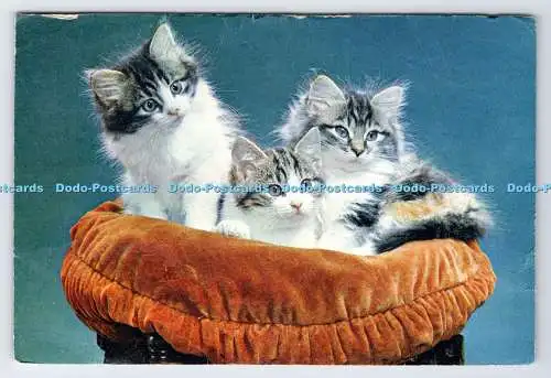 D334695 Wee Three. Katzen. J. Arthur Dixon. Newport. I.W. England. Guy Withers