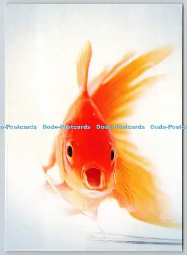 D329300 Goldfisch. Carassius auratus. Postkartenladen. Vereinigtes Königreich