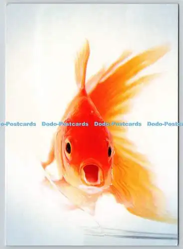 D329301 Goldfisch. Carassius auratus. Postkartenladen. Vereinigtes Königreich
