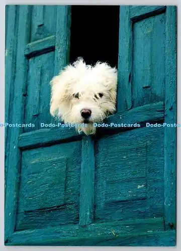 D329302 Weißer Hund, der durch Türen schaut. Postkartenladen. Vereinigtes Königreich