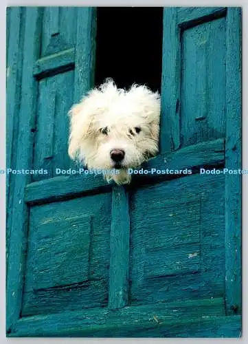 D329303 Weißer Hund, der durch Türen schaut. Postkartenladen. Vereinigtes Königreich