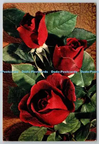 D326741 Hybrid Tea Rose Crimson Glory. J. Arthur Dixon. Newport. Farbfotografie