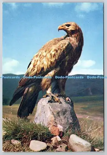 D325925 Steinadler. Aquila chrysaetos. J. Arthur Dixon. Inverness. Schottland. C