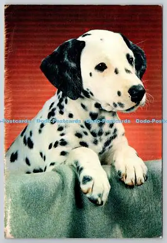 D325932 Spot. Dalmatiner Welpe. Kerl widerristet. J. Arthur Dixon. Newport. Farbe Pho