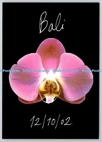 D326023 Rosa Orchidee Blume. Erinnern Sie sich an diejenigen, die am 12. auf Bali ihr Leben verloren haben. 1