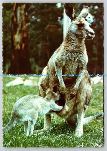 D329429 Känguru und Joey. John Sands Drucker. Australien. A6. PM. West Ryde. 19