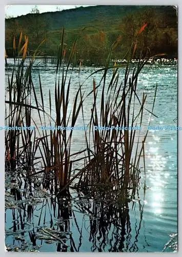 D329431 Gras in Seenähe. PB. Herstellung Francaise. Couleur Naturelle. Prozedur L