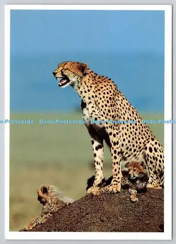 D329455 Gepard mit zwei Jungen. Acinonyx jubatus. Wil Meinderts. Natura. Postkarte
