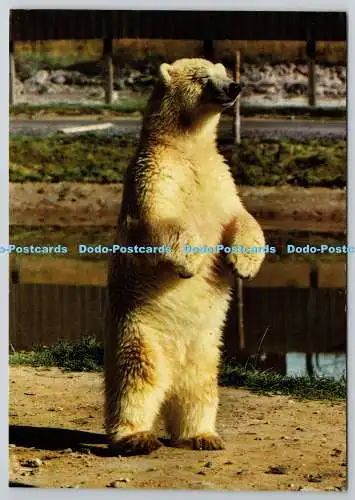 D329456 Dunbartonshire. Balloch. Loch Lomond Bear Park. Eisbär. Ursus mariti