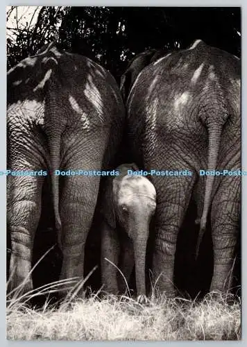 D329457 Uganda. Wildpark. Eine Elefantenfamilie. George Rodger 1954. ACME Karten