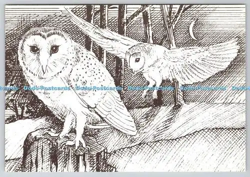 D326899 Eulen. Wildlife of Ashdown Forest. Serie Basil Chambers. Summerford Stud