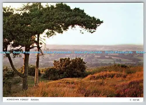 D326900 Sussex. Ashdown Forest umfasst 6400 Hektar Heide und Wald auf Hi