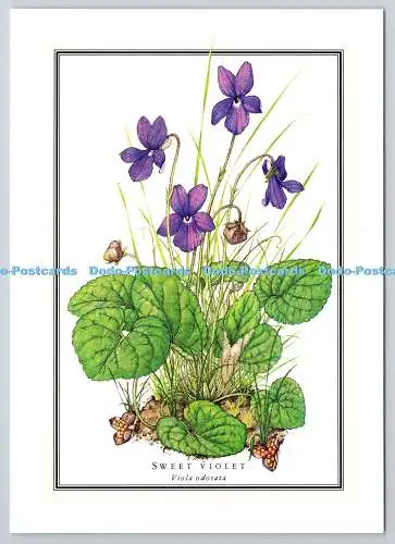 D329463 Sweet Violet. Viola odorata. Colin Emberson. Naturliebhaberbibliothek. Die