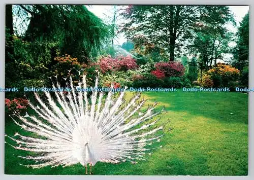 D326918 Lago Maggiore. Giardini dell Isola Madre. Artigrafiche Reggiori. Cittigl
