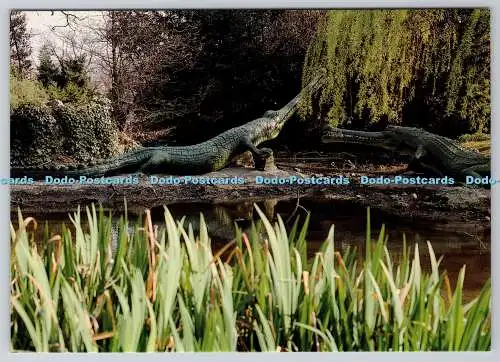 D326919 London. Monster im Crystal Palace Park und Palace. Teleosaurus. Beric T