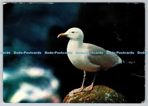 D326921 Heringsmöwe. Larus argentatus. Vita Nova. Hank. Holland. Postkarte